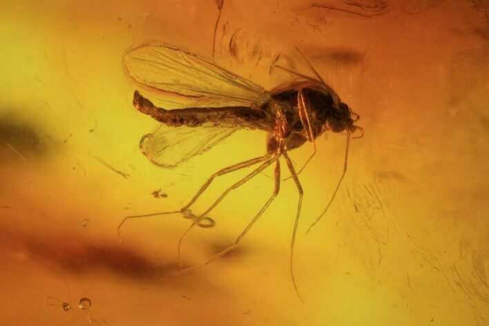 Fossil Fly (Diptera) In Baltic Amber #72226